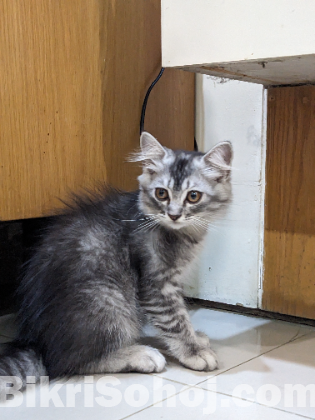 Persian kitten Male  (Maine Coon)